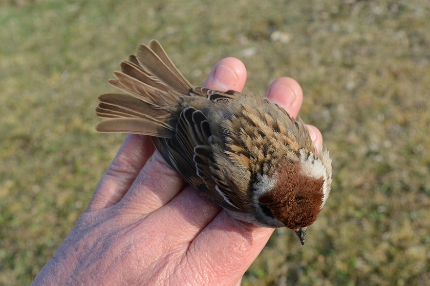 Eurasian Tree Sparrow, Sundre 20130510